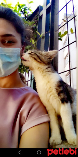 Tekir Kedi, Kedi  Mırmır fotoğrafı