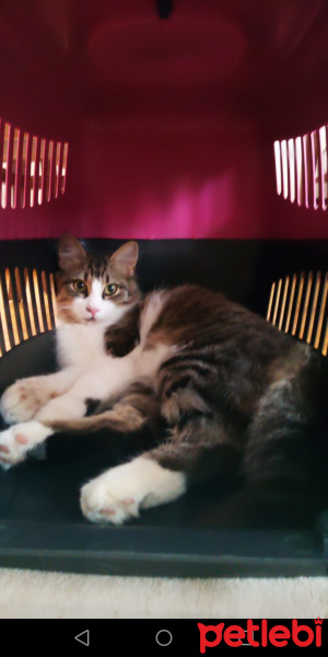 Tekir Kedi, Kedi  Mırmır fotoğrafı