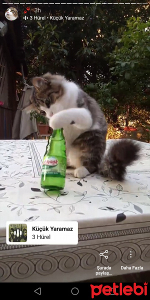 Tekir Kedi, Kedi  Mırmır fotoğrafı