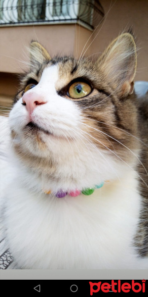 Tekir Kedi, Kedi  Mırmır fotoğrafı