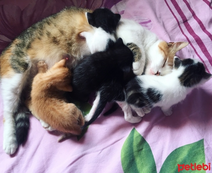 Chinchilla, Kedi  Şımarık,karamurat fotoğrafı