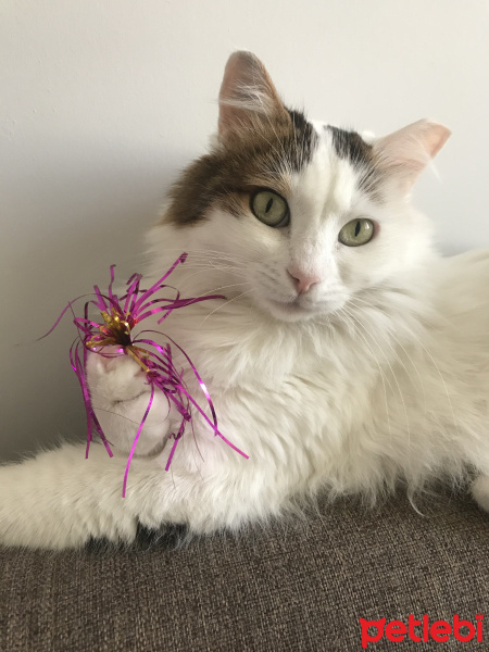 Tekir Kedi, Kedi  Pamuk fotoğrafı