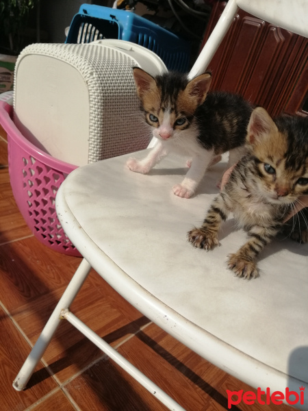 Tekir Kedi, Kedi  Safir, Gofret fotoğrafı