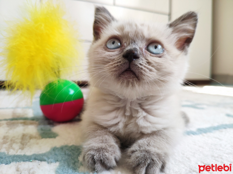 Ragdoll, Kedi  Mila fotoğrafı