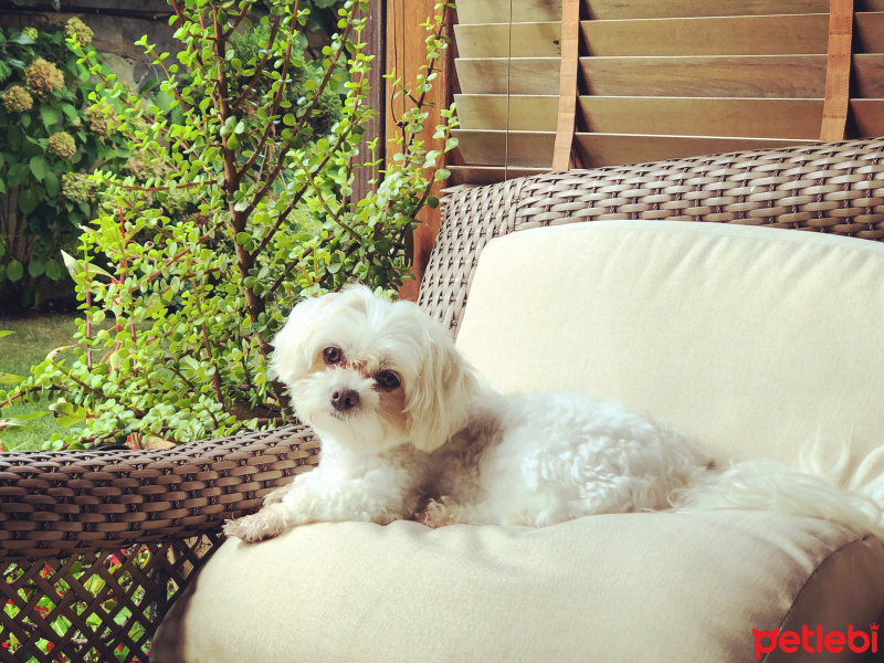 Maltese, Köpek  Zeus fotoğrafı