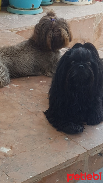 Shih Tzu, Köpek  Skopy ve Lui Lee fotoğrafı