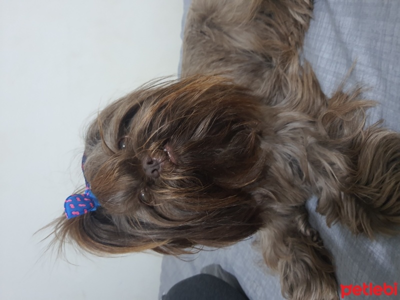 Shih Tzu, Köpek  Skopy ve Lui Lee fotoğrafı