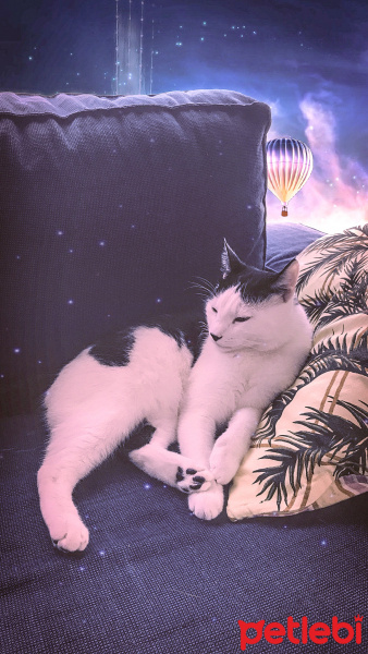 Tekir Kedi, Kedi  Pixel fotoğrafı