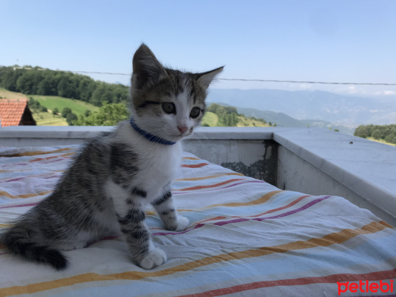 Tekir Kedi, Kedi  Ceku fotoğrafı