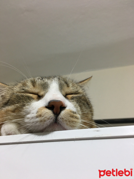 Tekir Kedi, Kedi  Behlül fotoğrafı
