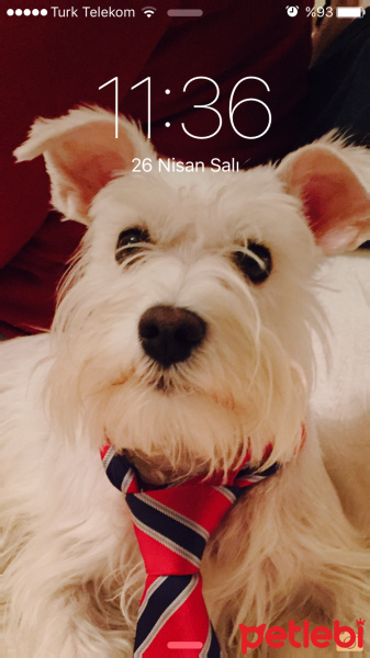 Minyatür Schnauzer, Köpek  Junior fotoğrafı