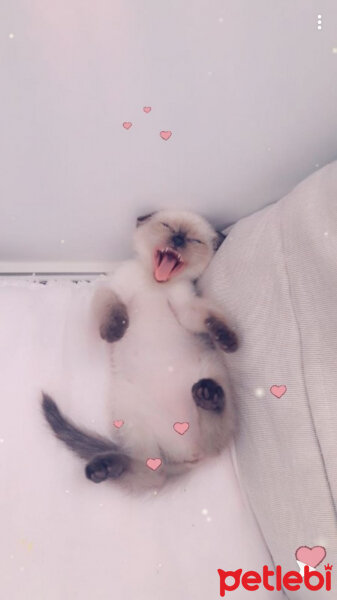 Scottish Fold, Kedi  Pamuk fotoğrafı