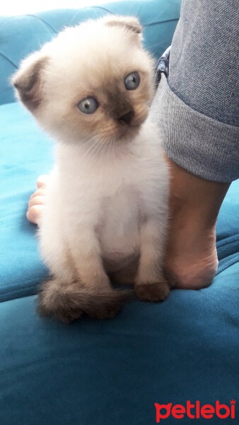 Scottish Fold, Kedi  Pamuk fotoğrafı