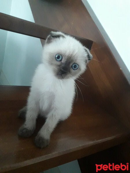 Scottish Fold, Kedi  Pamuk fotoğrafı