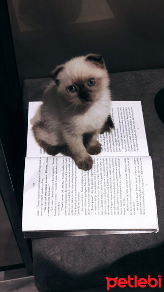 Scottish Fold, Kedi  Pamuk fotoğrafı