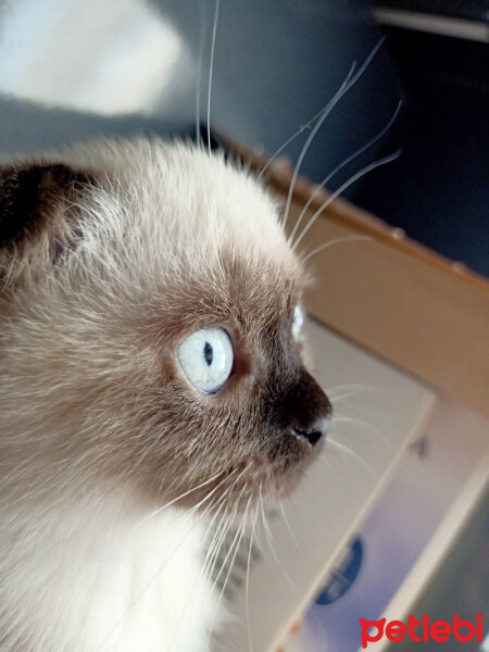 Scottish Fold, Kedi  Pamuk fotoğrafı