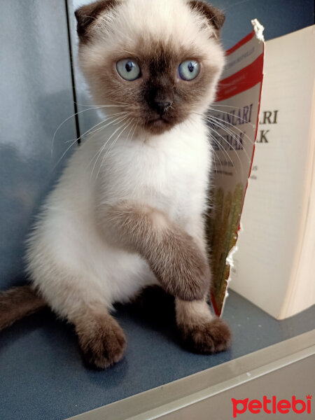 Scottish Fold, Kedi  Pamuk fotoğrafı