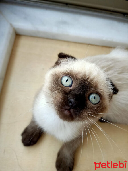 Scottish Fold, Kedi  Pamuk fotoğrafı