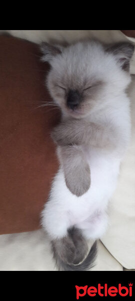 Scottish Fold, Kedi  Pamuk fotoğrafı