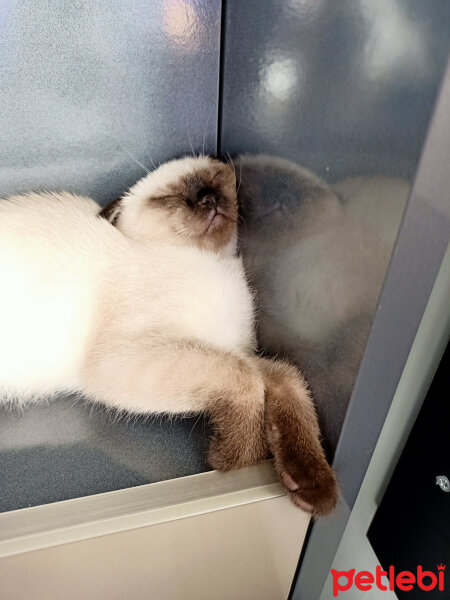 Scottish Fold, Kedi  Pamuk fotoğrafı