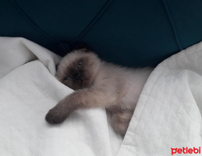 Scottish Fold, Kedi  Pamuk fotoğrafı