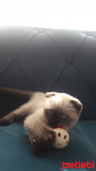 Scottish Fold, Kedi  Pamuk fotoğrafı