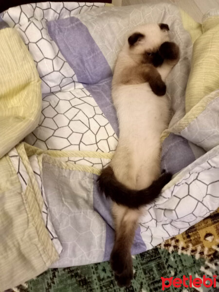 Scottish Fold, Kedi  Pamuk fotoğrafı