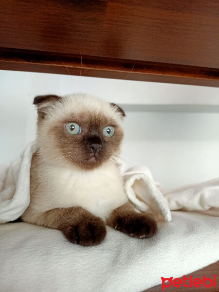 Scottish Fold, Kedi  Pamuk fotoğrafı