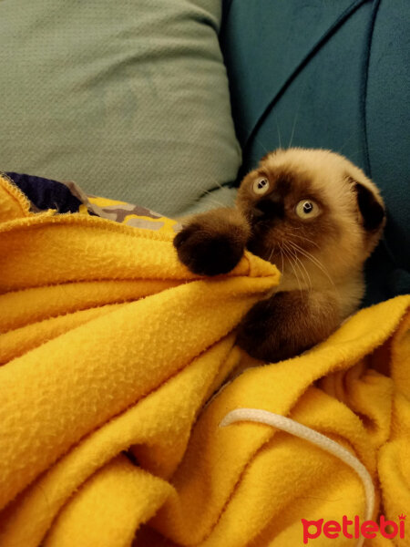 Scottish Fold, Kedi  Pamuk fotoğrafı