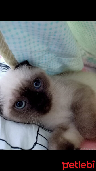 Scottish Fold, Kedi  Pamuk fotoğrafı