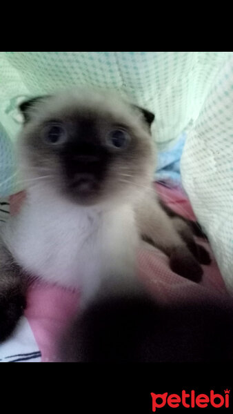 Scottish Fold, Kedi  Pamuk fotoğrafı