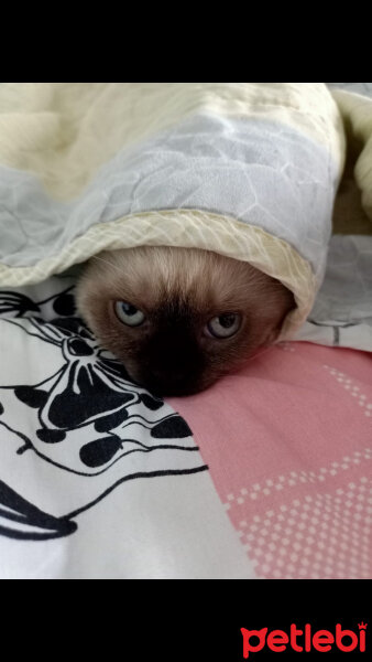 Scottish Fold, Kedi  Pamuk fotoğrafı