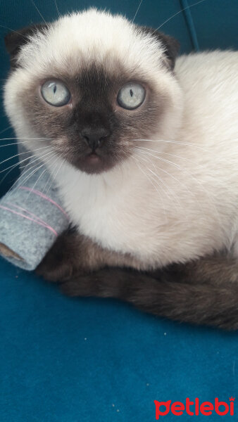 Scottish Fold, Kedi  Pamuk fotoğrafı