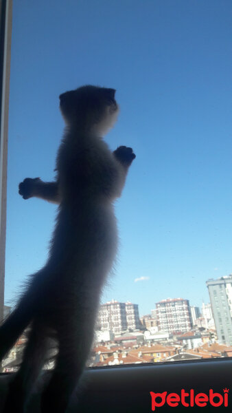 Scottish Fold, Kedi  Pamuk fotoğrafı