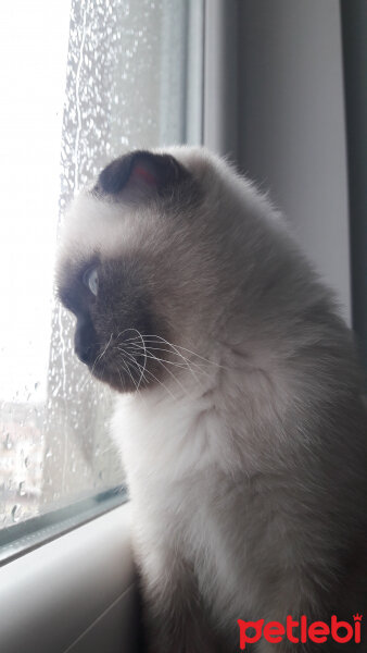 Scottish Fold, Kedi  Pamuk fotoğrafı