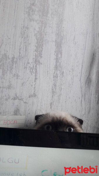 Scottish Fold, Kedi  Pamuk fotoğrafı