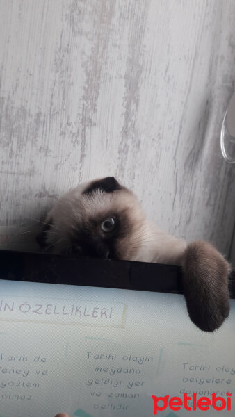 Scottish Fold, Kedi  Pamuk fotoğrafı