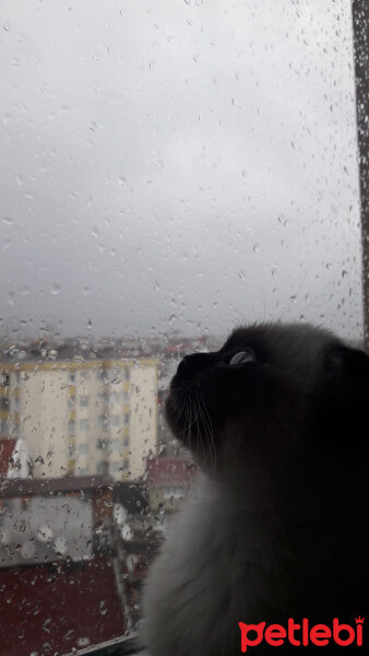 Scottish Fold, Kedi  Pamuk fotoğrafı