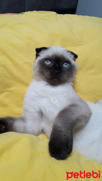 Scottish Fold, Kedi  Pamuk fotoğrafı