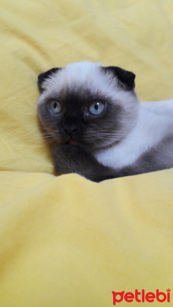 Scottish Fold, Kedi  Pamuk fotoğrafı