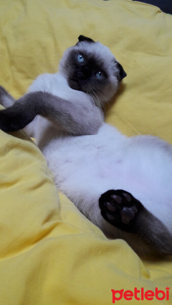 Scottish Fold, Kedi  Pamuk fotoğrafı