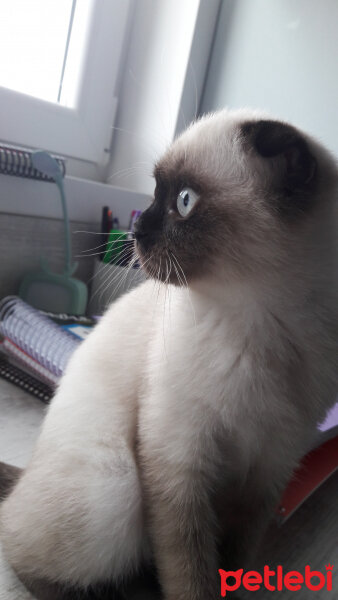 Scottish Fold, Kedi  Pamuk fotoğrafı