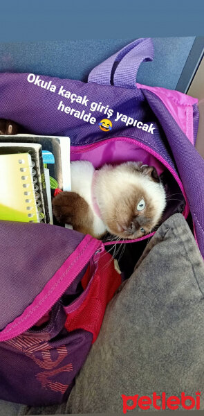 Scottish Fold, Kedi  Pamuk fotoğrafı