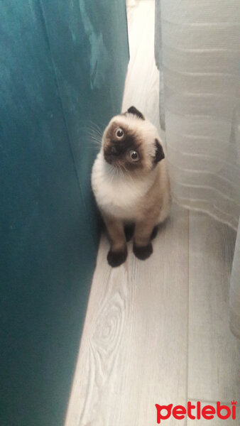 Scottish Fold, Kedi  Pamuk fotoğrafı