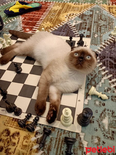 Scottish Fold, Kedi  Pamuk fotoğrafı