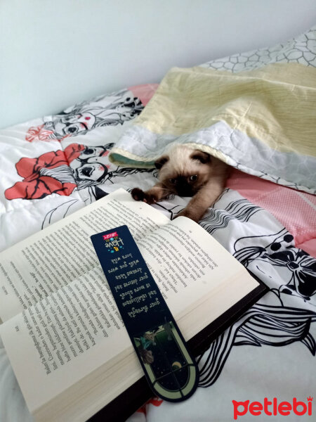 Scottish Fold, Kedi  Pamuk fotoğrafı