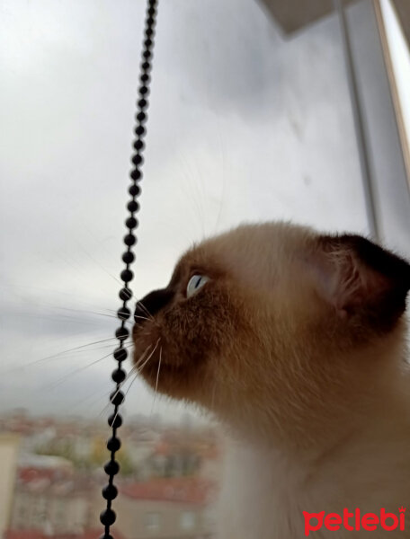 Scottish Fold, Kedi  Pamuk fotoğrafı