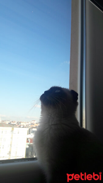 Scottish Fold, Kedi  Pamuk fotoğrafı