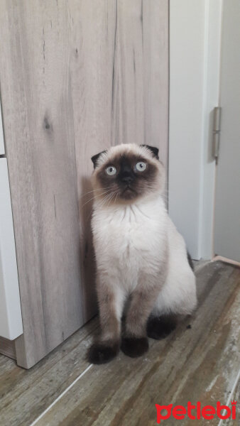 Scottish Fold, Kedi  Pamuk fotoğrafı