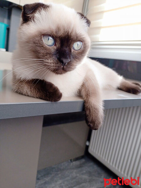 Scottish Fold, Kedi  Pamuk fotoğrafı